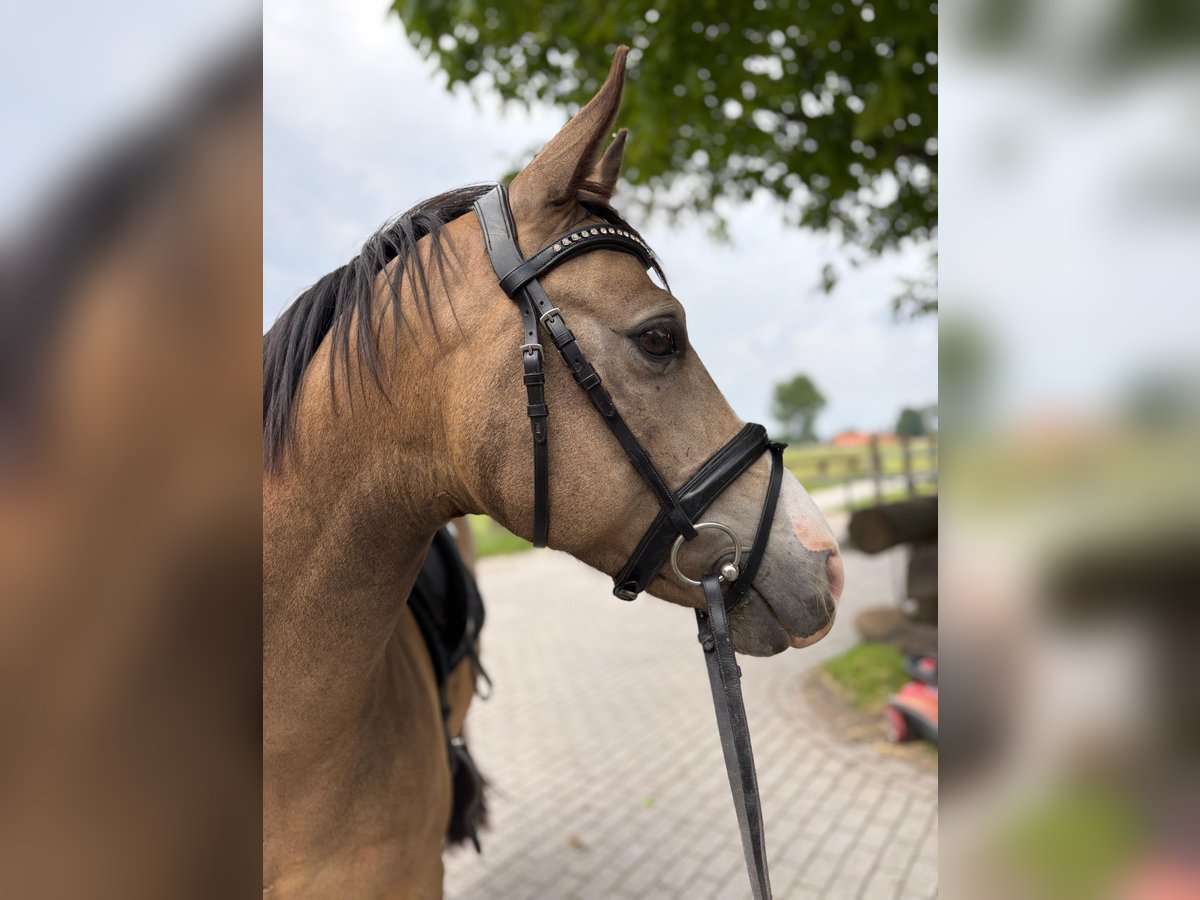 Deutsches Reitpony Wallach 8 Jahre 139 cm Falbe in Warendorf