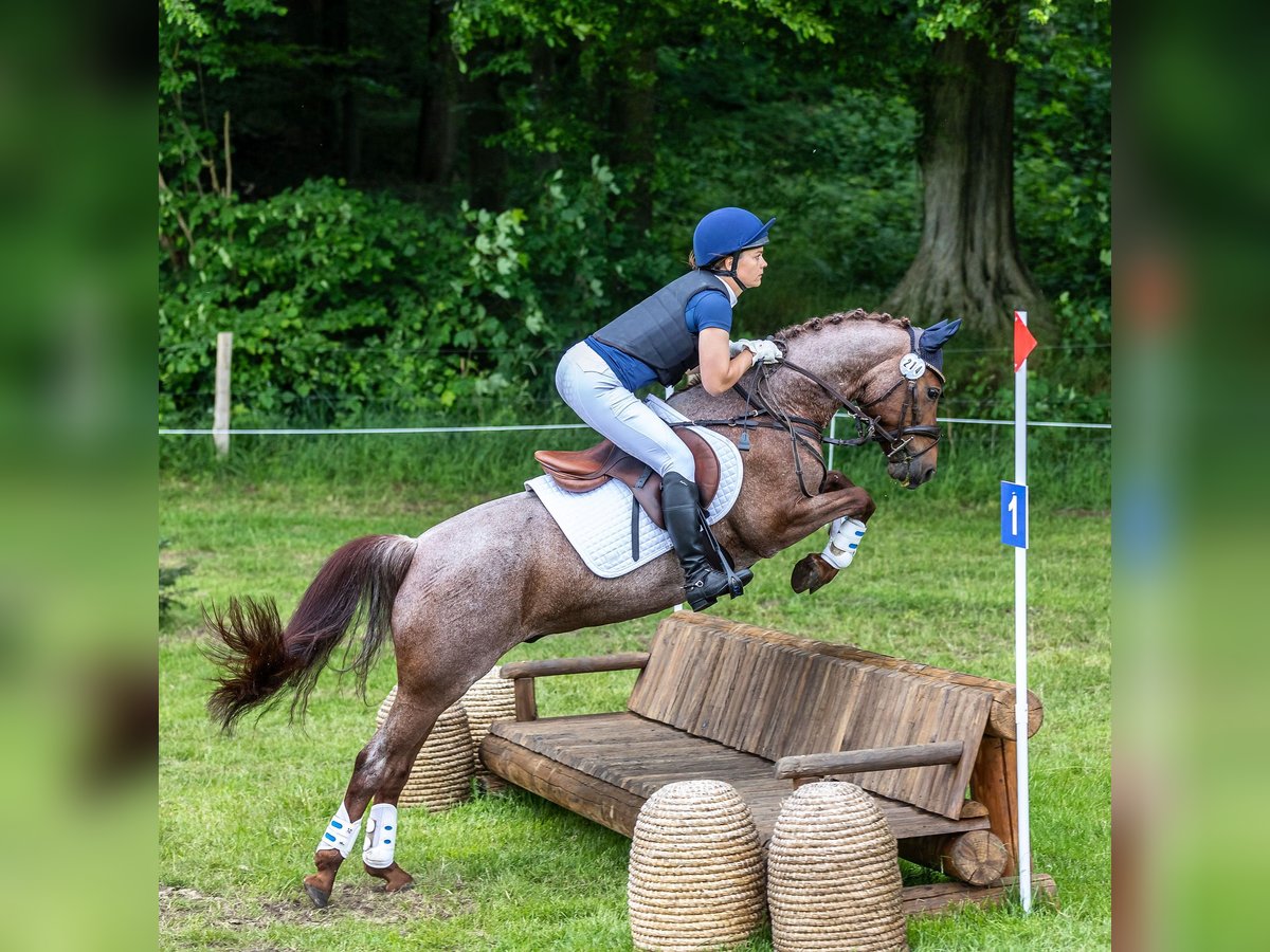 Deutsches Reitpony Wallach 8 Jahre 140 cm Rotschimmel in Schönkirchen