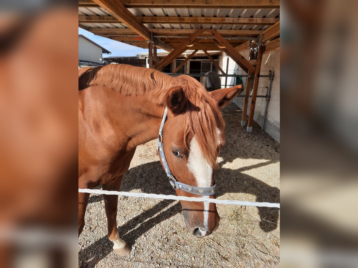 Deutsches Reitpony Wallach 8 Jahre 142 cm Fuchs in Wallersdorf