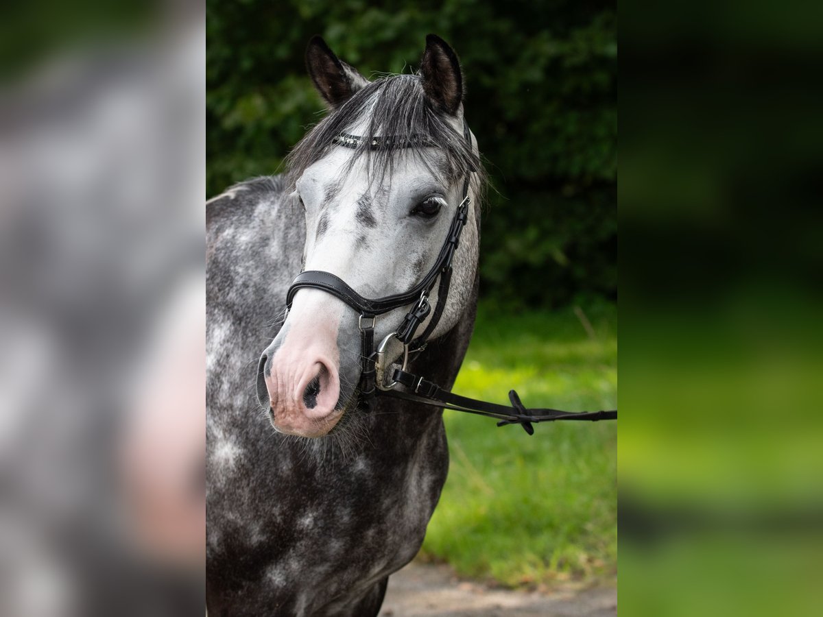 Deutsches Reitpony Wallach 8 Jahre 142 cm Schimmel in Rottweil