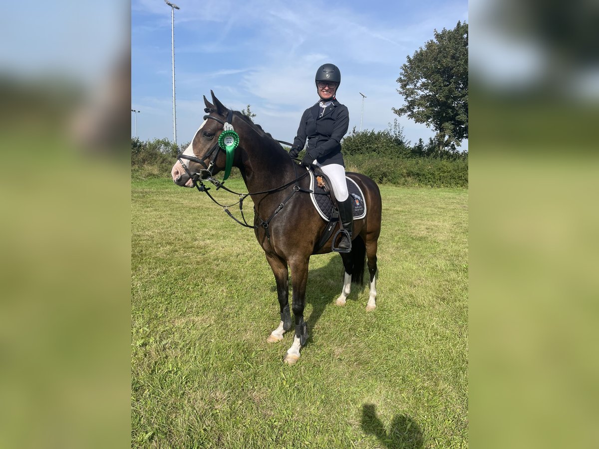 Deutsches Reitpony Wallach 8 Jahre 144 cm Dunkelbrauner in Risum-Lindholm