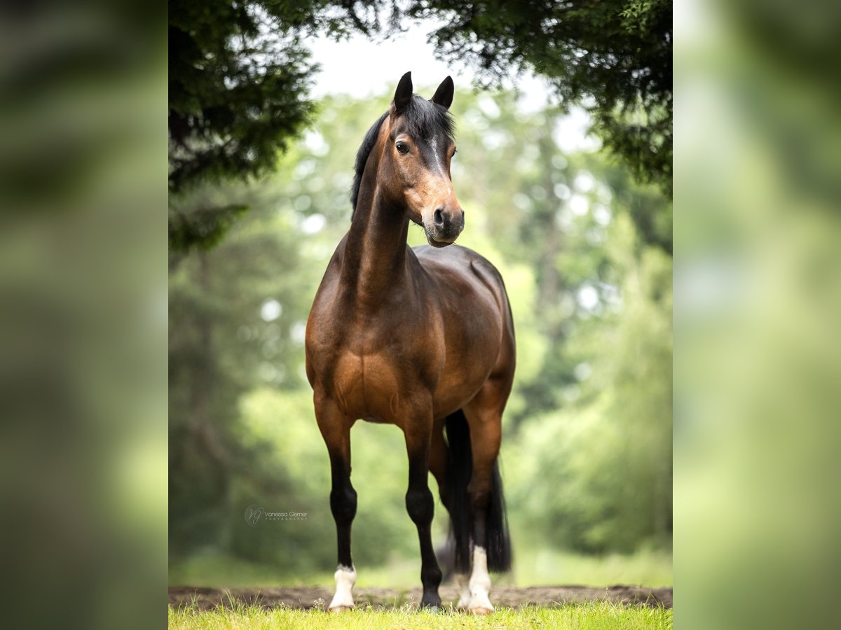 Deutsches Reitpony Wallach 8 Jahre 145 cm Dunkelbrauner in Windhagen
