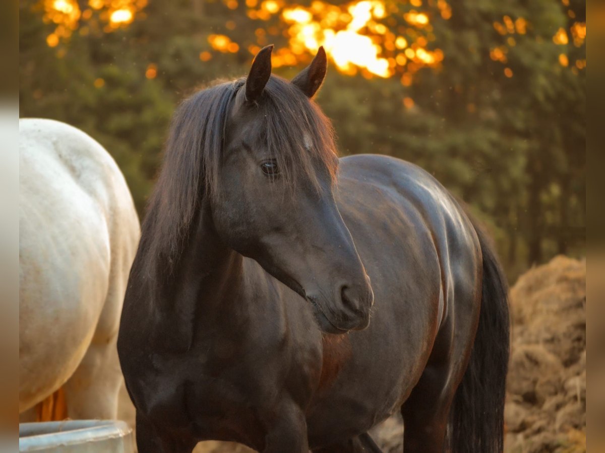 Deutsches Reitpony Wallach 8 Jahre 145 cm Dunkelbrauner in Plau am See