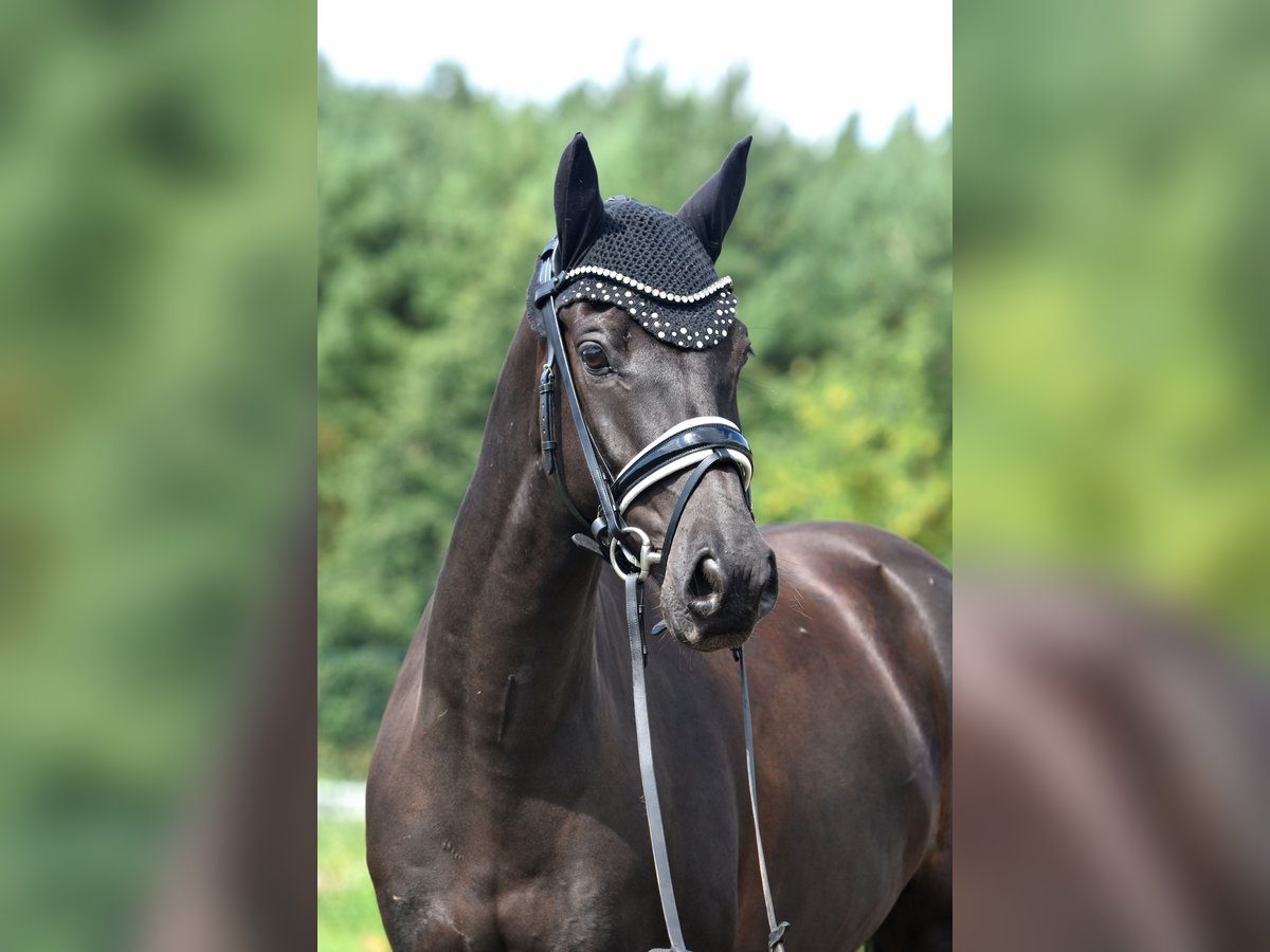 Deutsches Reitpony Wallach 8 Jahre 145 cm Rappe in Kamern