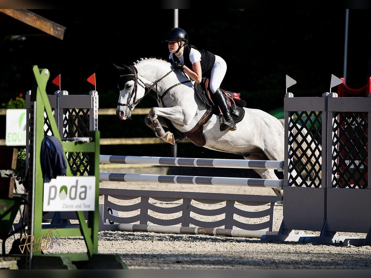 Deutsches Reitpony Wallach 8 Jahre 146 cm Schimmel in Melle