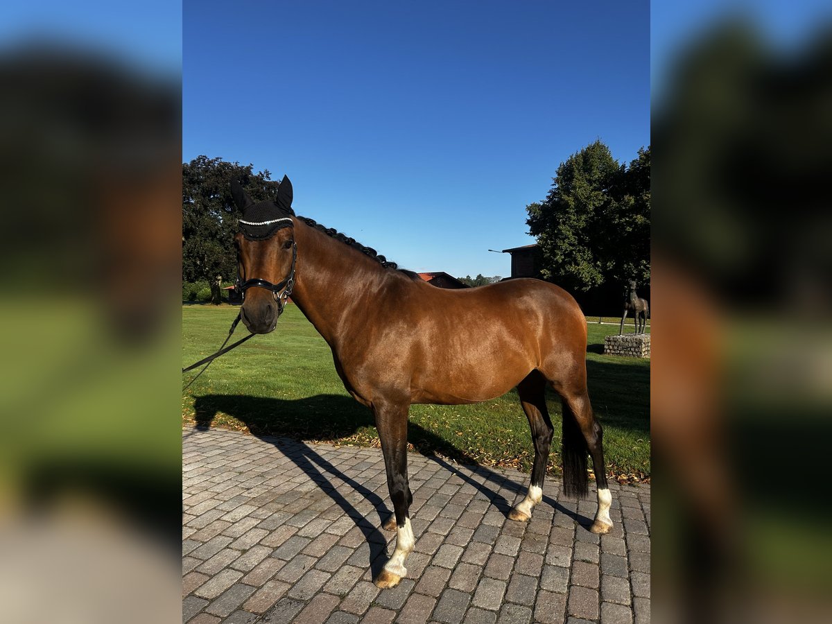 Deutsches Reitpony Wallach 8 Jahre 147 cm Brauner in Tangstedt