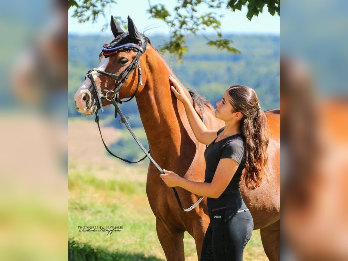 Deutsches Reitpony Wallach 8 Jahre 147 cm Fuchs in Limburg an der Lahn