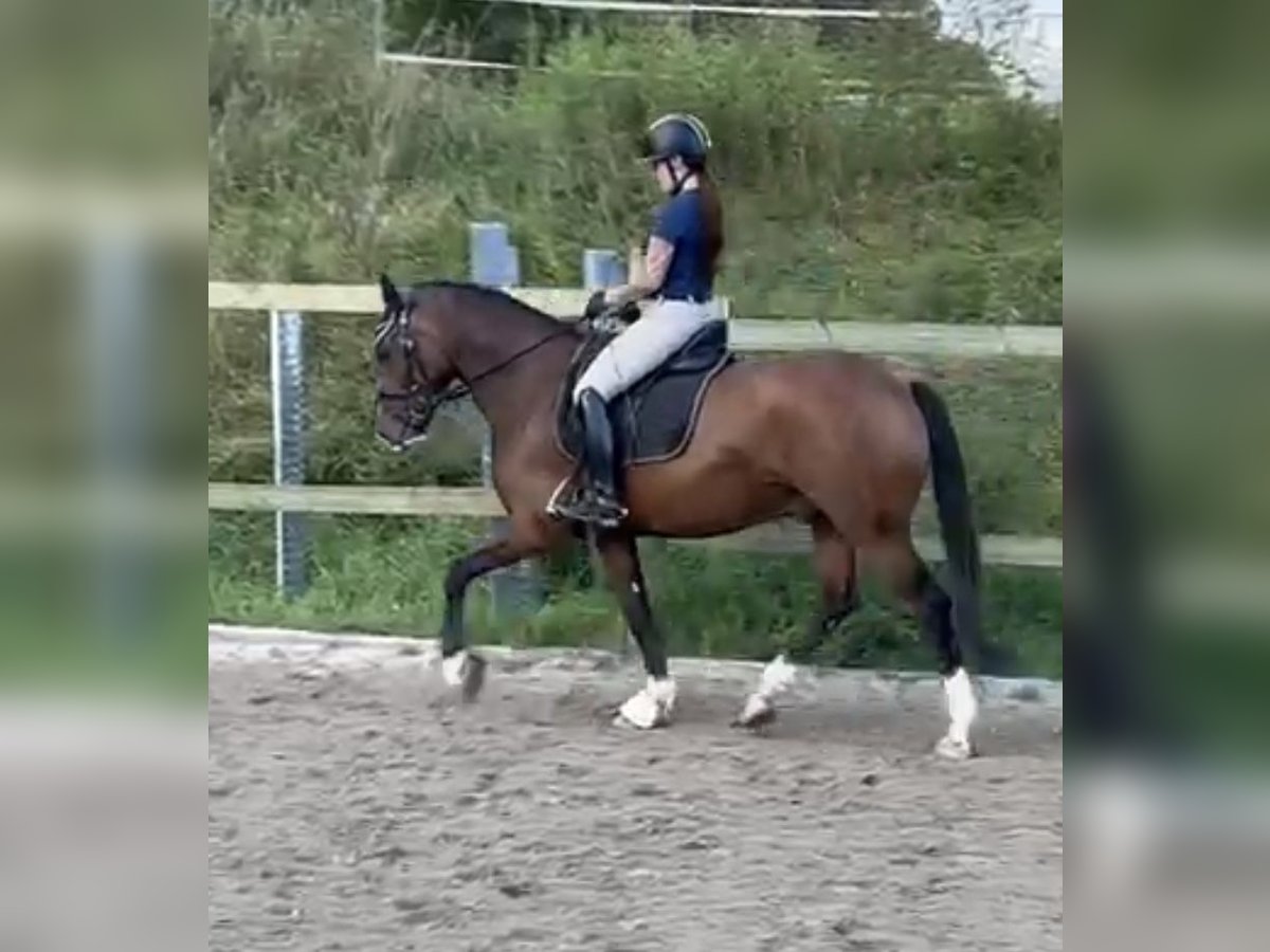 Deutsches Reitpony Wallach 8 Jahre 148 cm Brauner in Donaueschingen