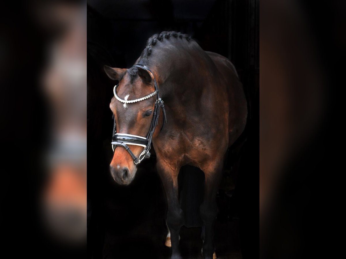 Deutsches Reitpony Wallach 8 Jahre 148 cm Brauner in Osnabr&#xFC;ck