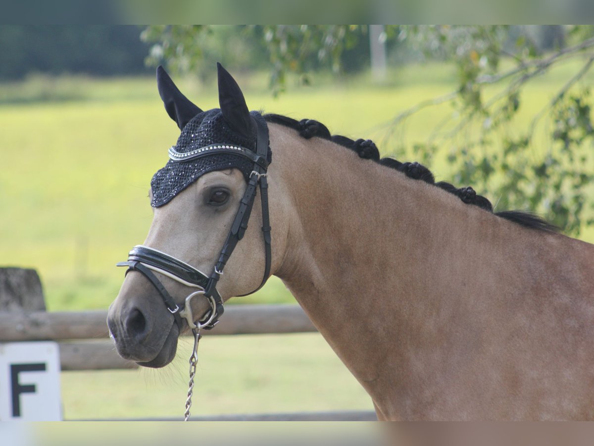 Deutsches Reitpony Wallach 8 Jahre 148 cm Buckskin in M&#xFC;lheim an der Ruhr
