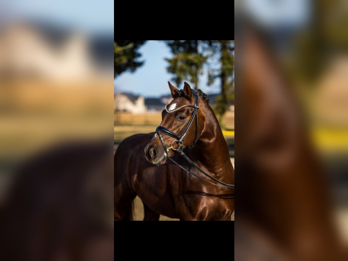 Deutsches Reitpony Wallach 8 Jahre 148 cm Dunkelfuchs in Olching