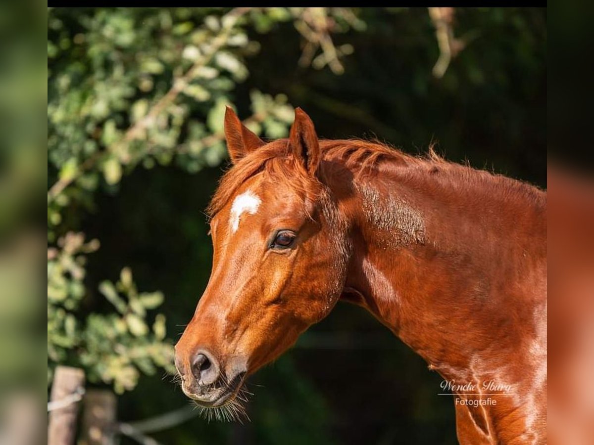 Deutsches Reitpony Wallach 8 Jahre 148 cm Dunkelfuchs in Bad Zwischenahn