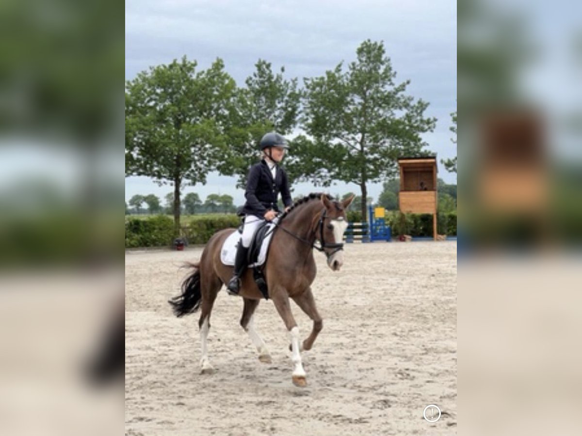 Deutsches Reitpony Wallach 8 Jahre 148 cm Dunkelfuchs in Wangerland