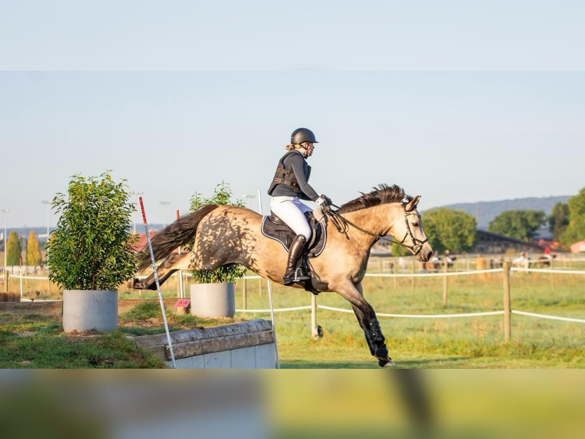 Deutsches Reitpony Wallach 8 Jahre 148 cm Falbe in Dreieich