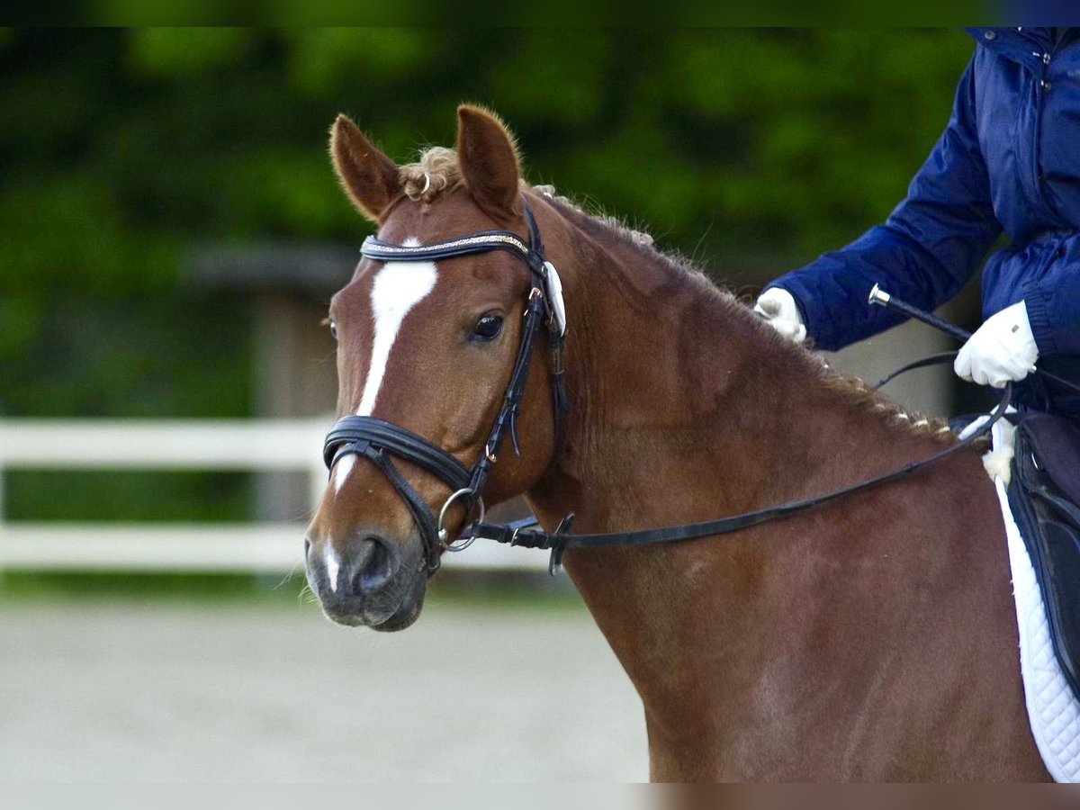 Deutsches Reitpony Wallach 8 Jahre 148 cm Fuchs in L&#xFC;dersdorf