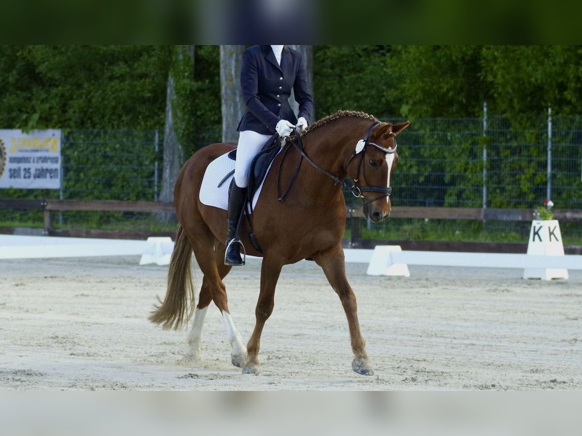 Deutsches Reitpony Wallach 8 Jahre 148 cm Fuchs in L&#xFC;dersdorf