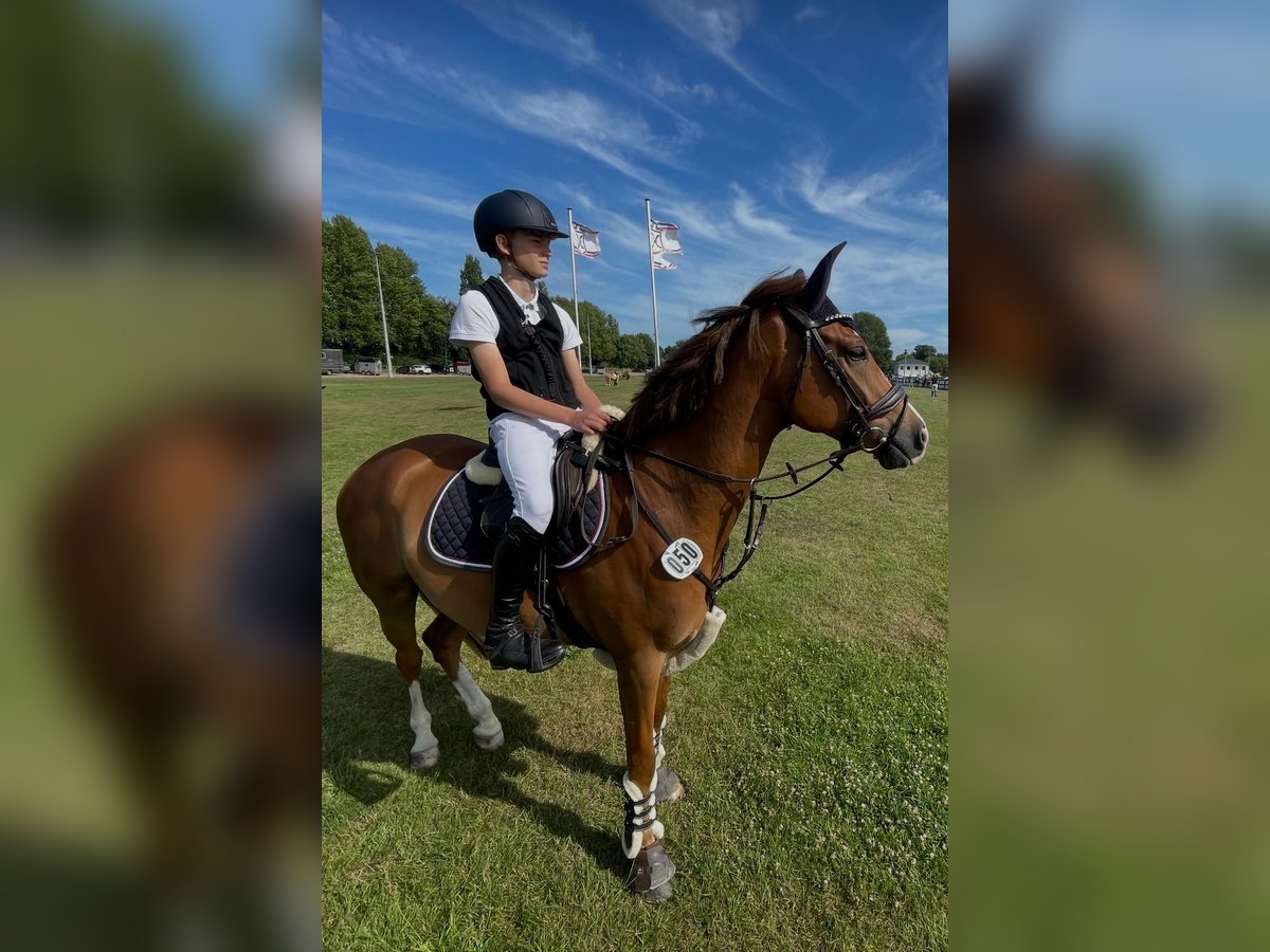 Deutsches Reitpony Wallach 8 Jahre 148 cm Fuchs in Horst