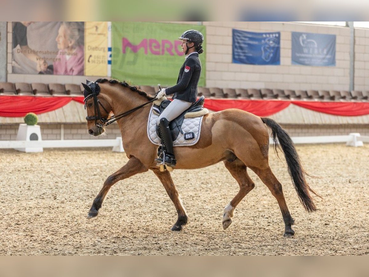 Deutsches Reitpony Wallach 8 Jahre 148 cm Hellbrauner in Alzenau in Unterfranken