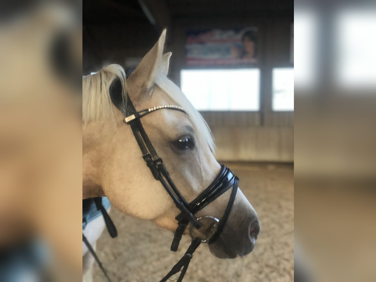 Deutsches Reitpony Wallach 8 Jahre 148 cm Palomino in Holzgünz