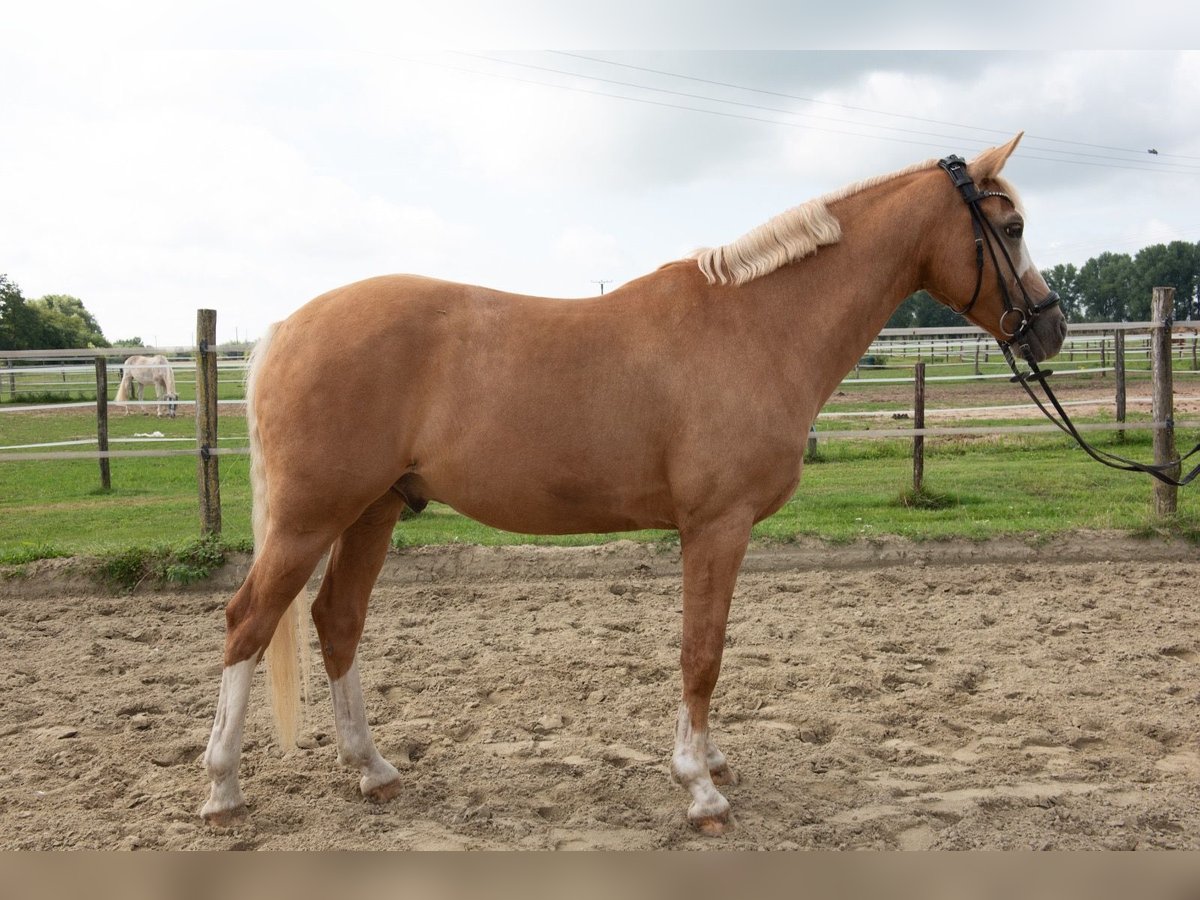 Deutsches Reitpony Wallach 8 Jahre 148 cm Palomino in Rees