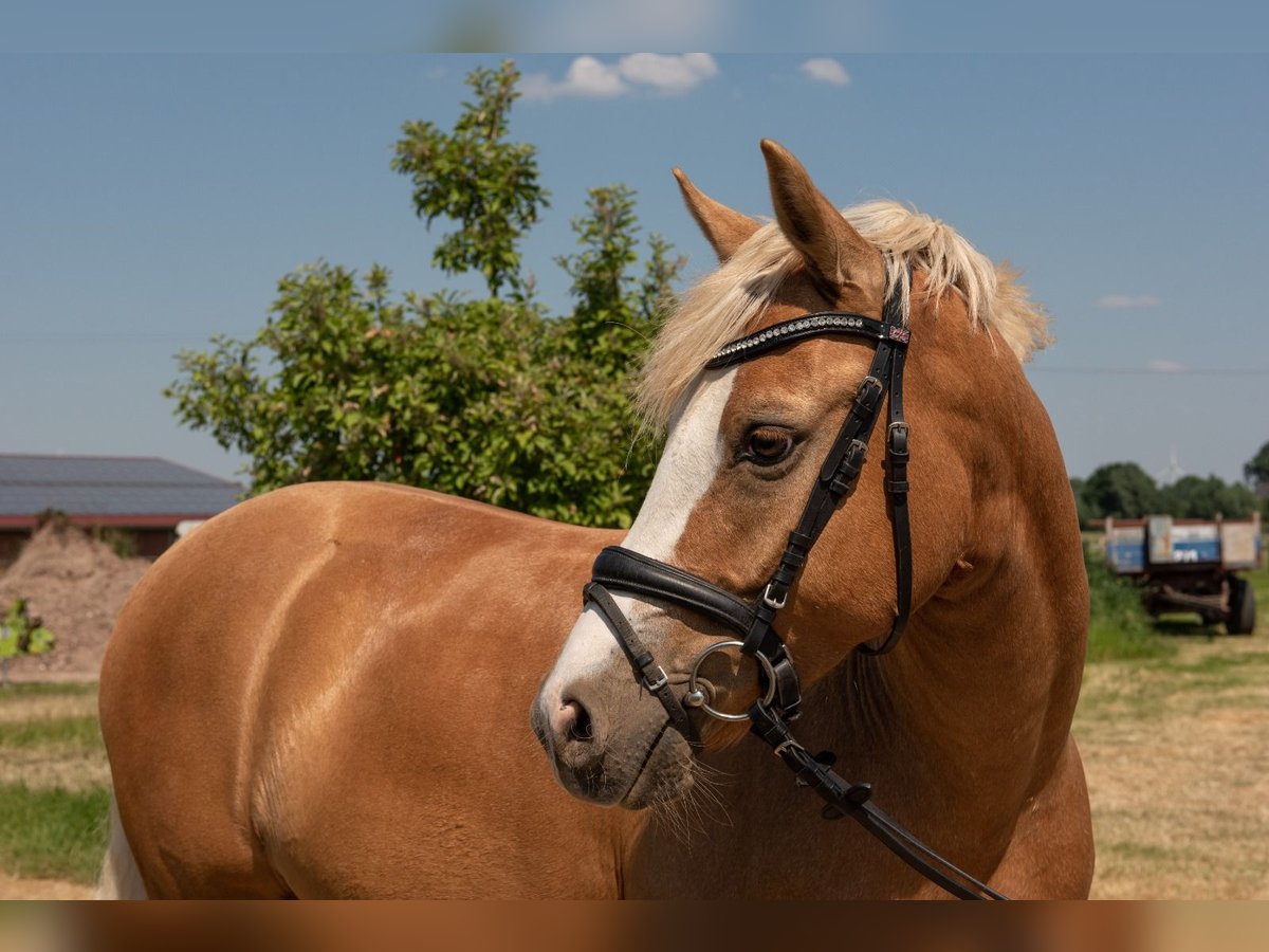 Deutsches Reitpony Wallach 8 Jahre 148 cm Palomino in Rees