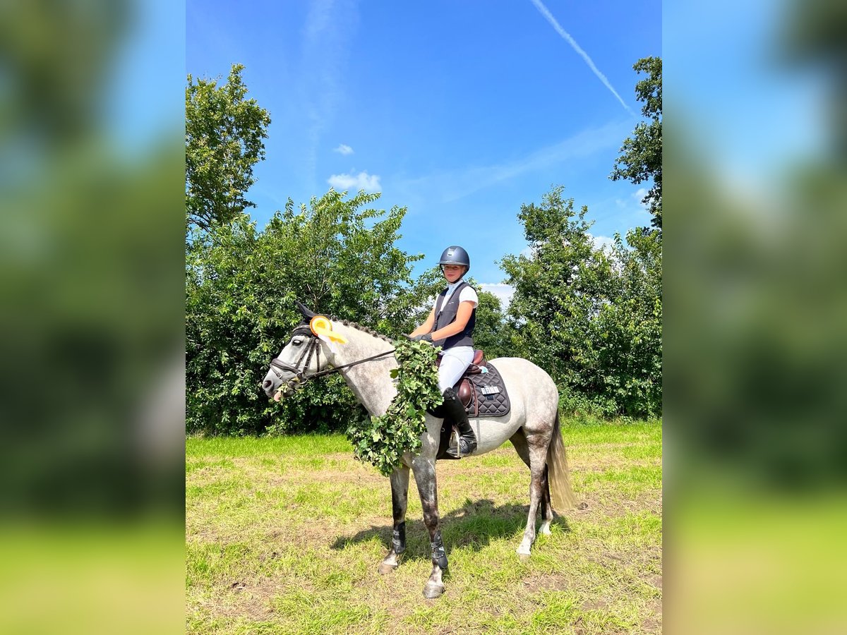 Deutsches Reitpony Wallach 8 Jahre 148 cm Schimmel in Krumstedt