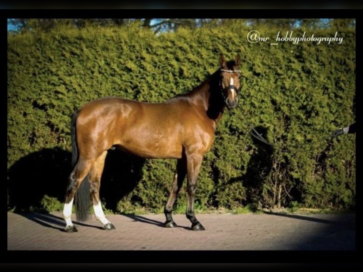 Deutsches Reitpony Wallach 8 Jahre 150 cm Brauner in Breklum