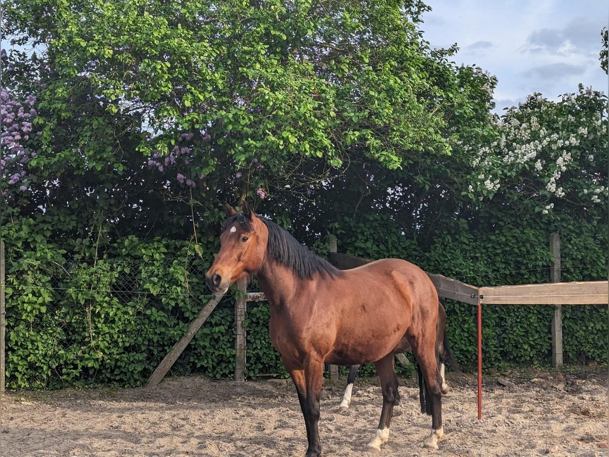 Deutsches Reitpony Wallach 8 Jahre 150 cm Brauner in Milower Land