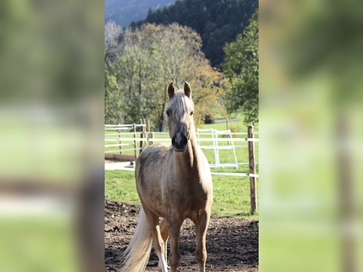 Deutsches Reitpony Wallach 8 Jahre 151 cm Palomino in Welver