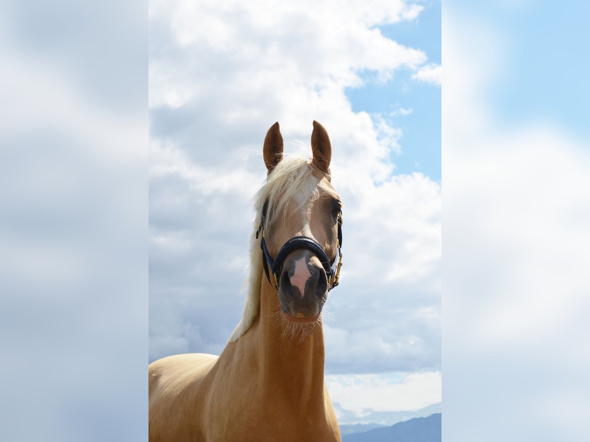 Deutsches Reitpony Wallach 8 Jahre 151 cm Palomino in Welver