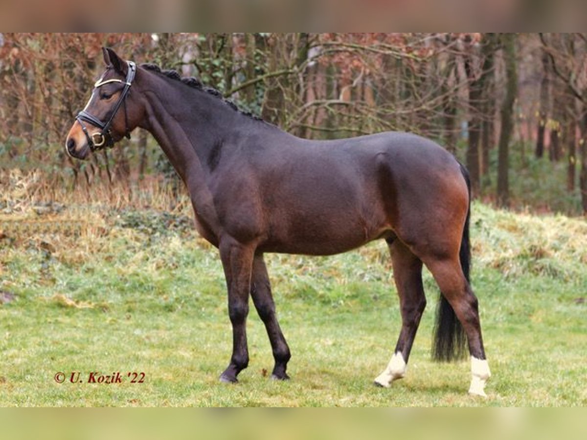 Deutsches Reitpony Wallach 8 Jahre 153 cm Dunkelbrauner in Zürich