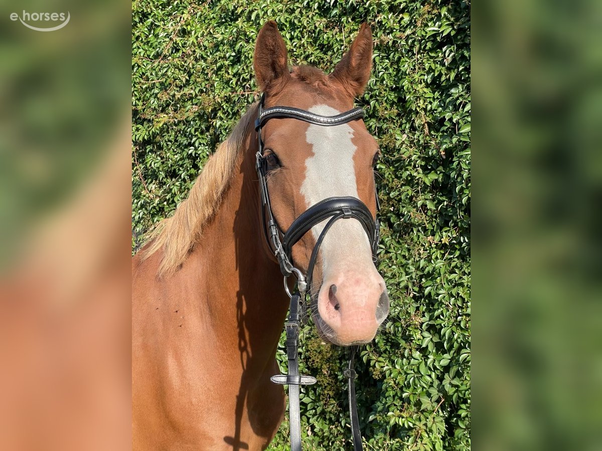 Deutsches Reitpony, Wallach in AlpenAlpen
