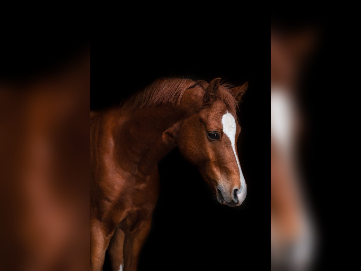 Deutsches Reitpony Wallach 8 Jahre 153 cm Fuchs in GriesheimGriesheim