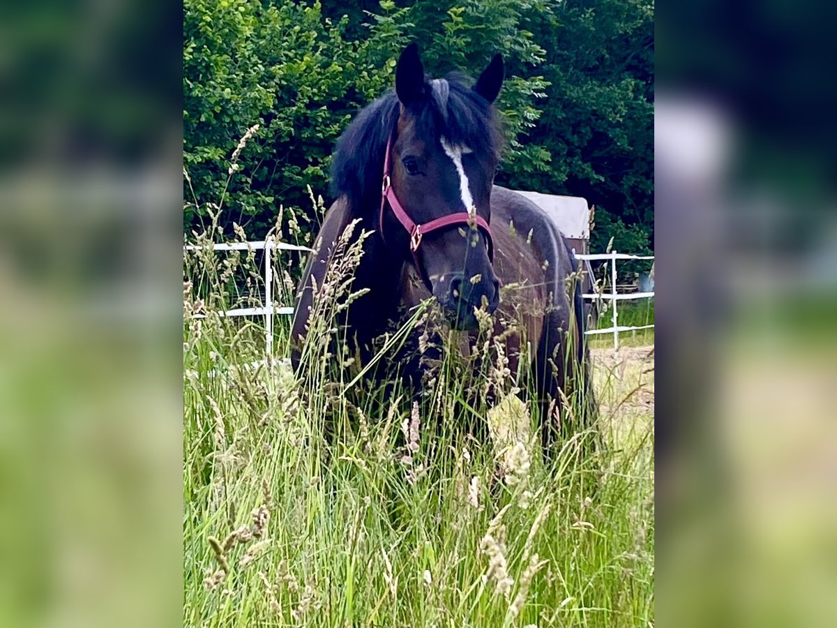 Deutsches Reitpony Mix Wallach 8 Jahre 153 cm Rappe in Gerolfingen