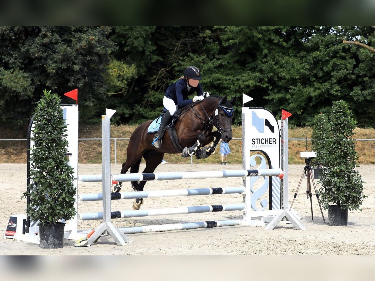 Deutsches Reitpony Mix Wallach 9 Jahre 135 cm Rappe in Emmerthal