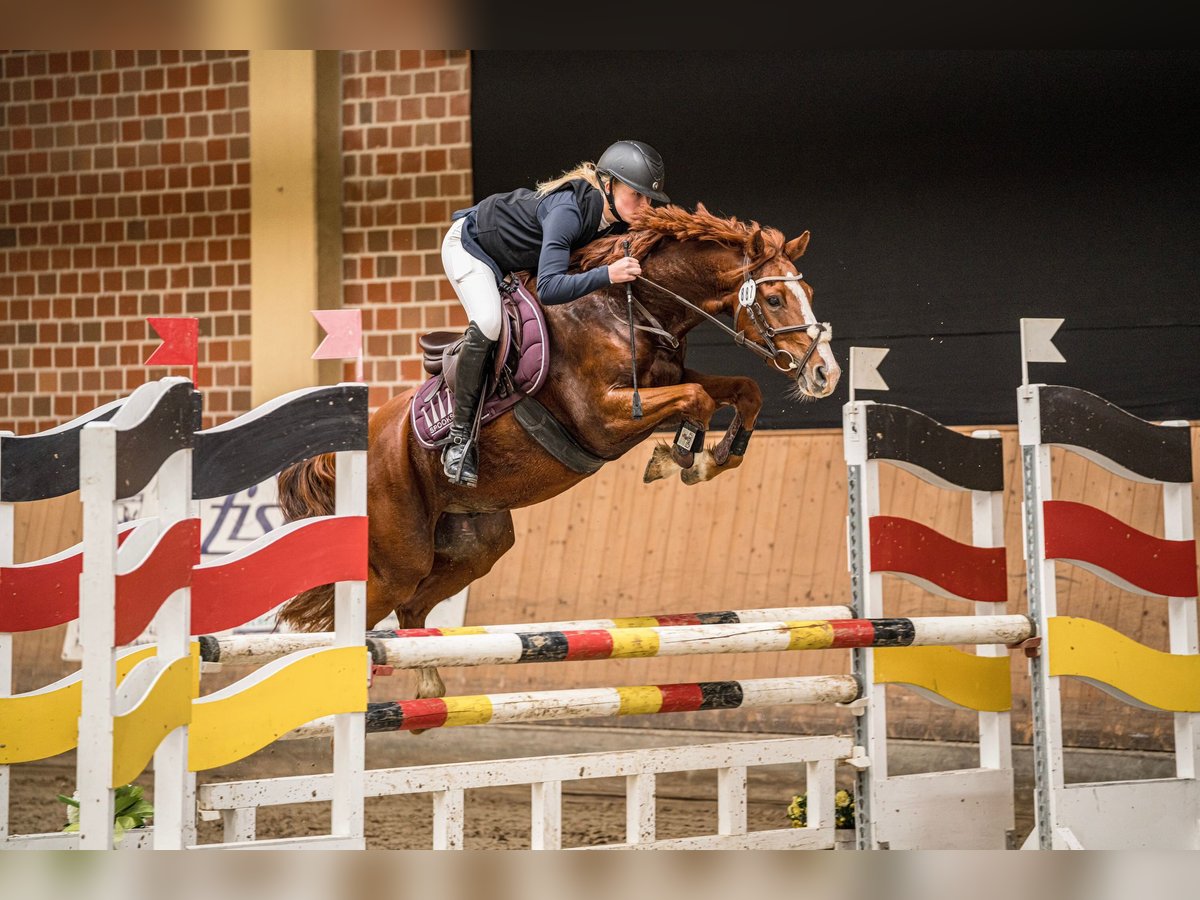 Deutsches Reitpony Wallach 9 Jahre 145 cm Fuchs in Bergisch Gladbach