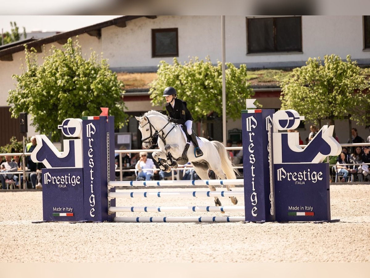 Deutsches Reitpony Wallach 9 Jahre 145 cm Schimmel in B&#xFC;cken
