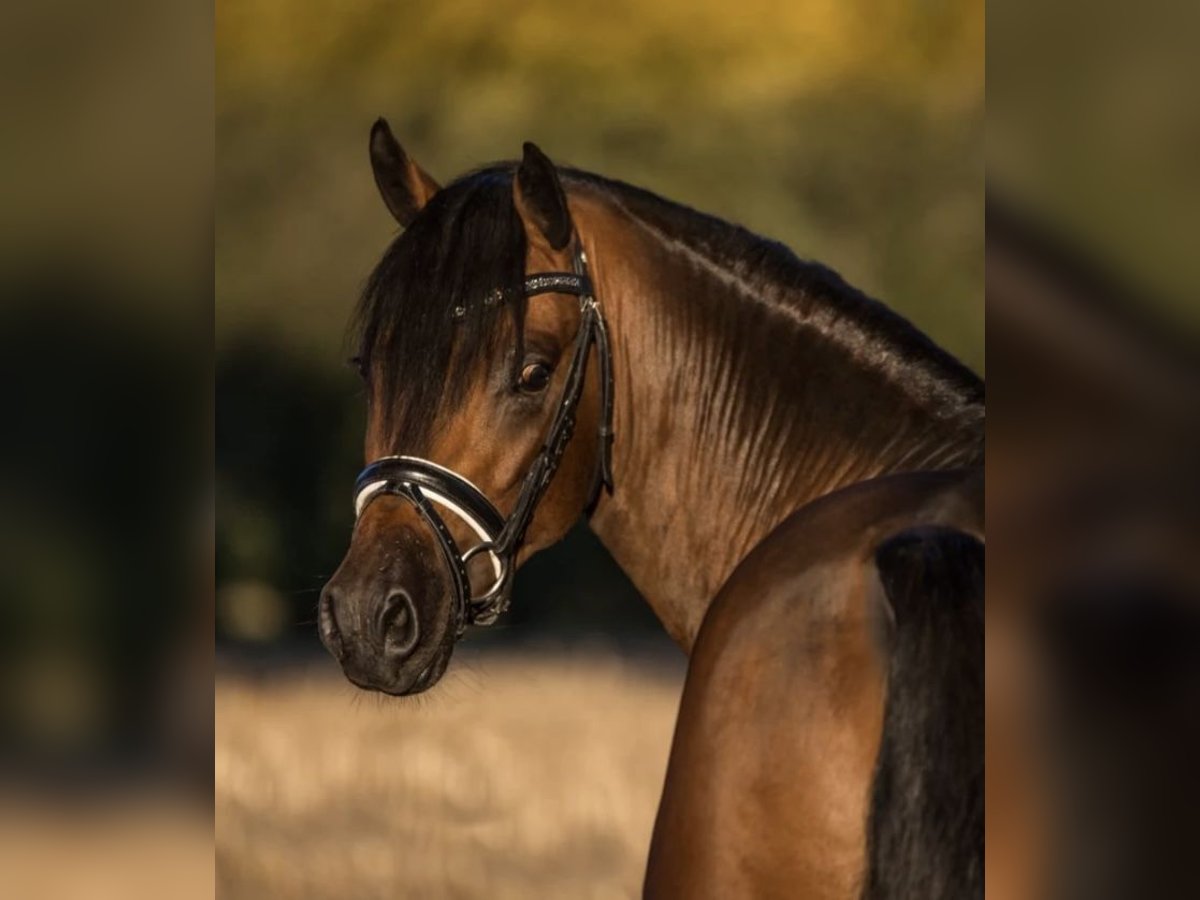 Deutsches Reitpony Wallach 9 Jahre 146 cm Dunkelbrauner in Wetter (Ruhr)