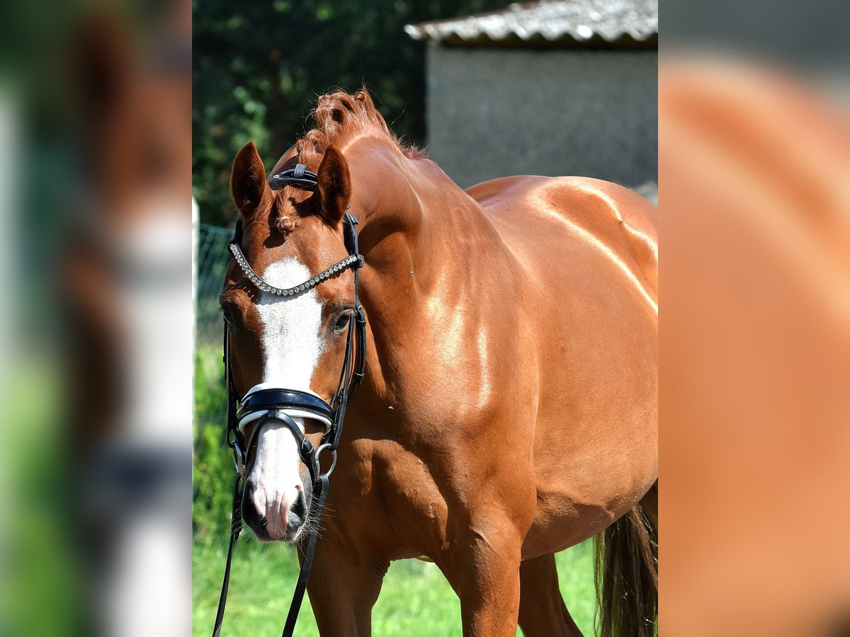 Deutsches Reitpony Wallach 9 Jahre 146 cm Fuchs in Kamern