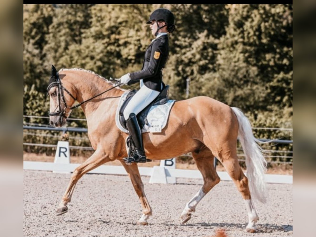 Deutsches Reitpony Wallach 9 Jahre 146 cm Palomino in Langenenslingen