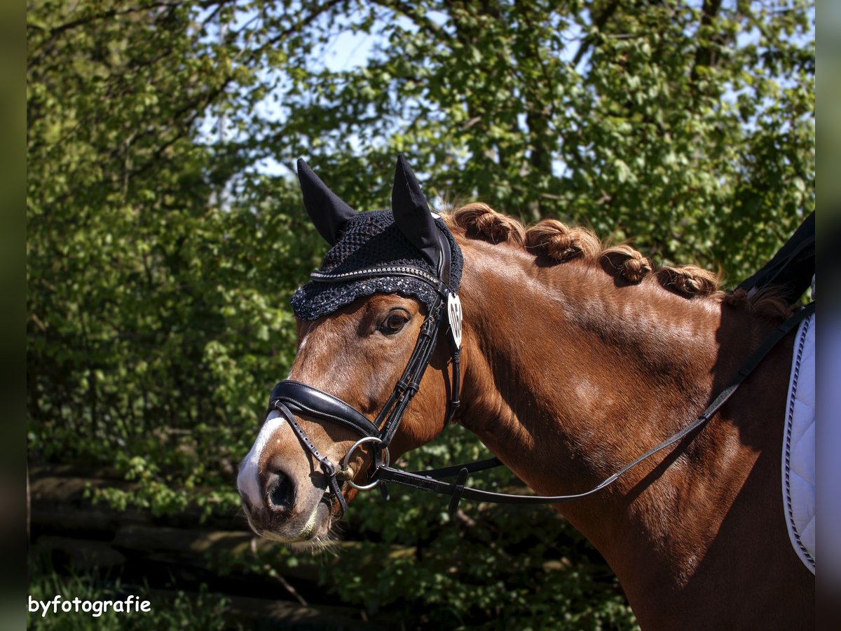 Deutsches Reitpony Wallach 9 Jahre 147 cm Fuchs in Reken