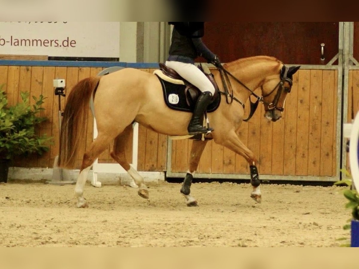 Deutsches Reitpony Wallach 9 Jahre 147 cm Fuchs in S&#xF6;hlde