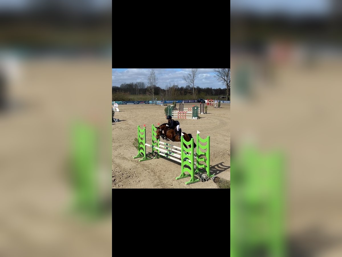 Deutsches Reitpony, Wallach in Hittbergen