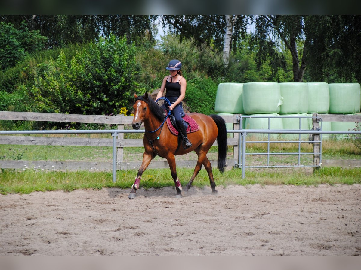 Deutsches Reitpony Wallach 9 Jahre 148 cm Brauner in Wetzen