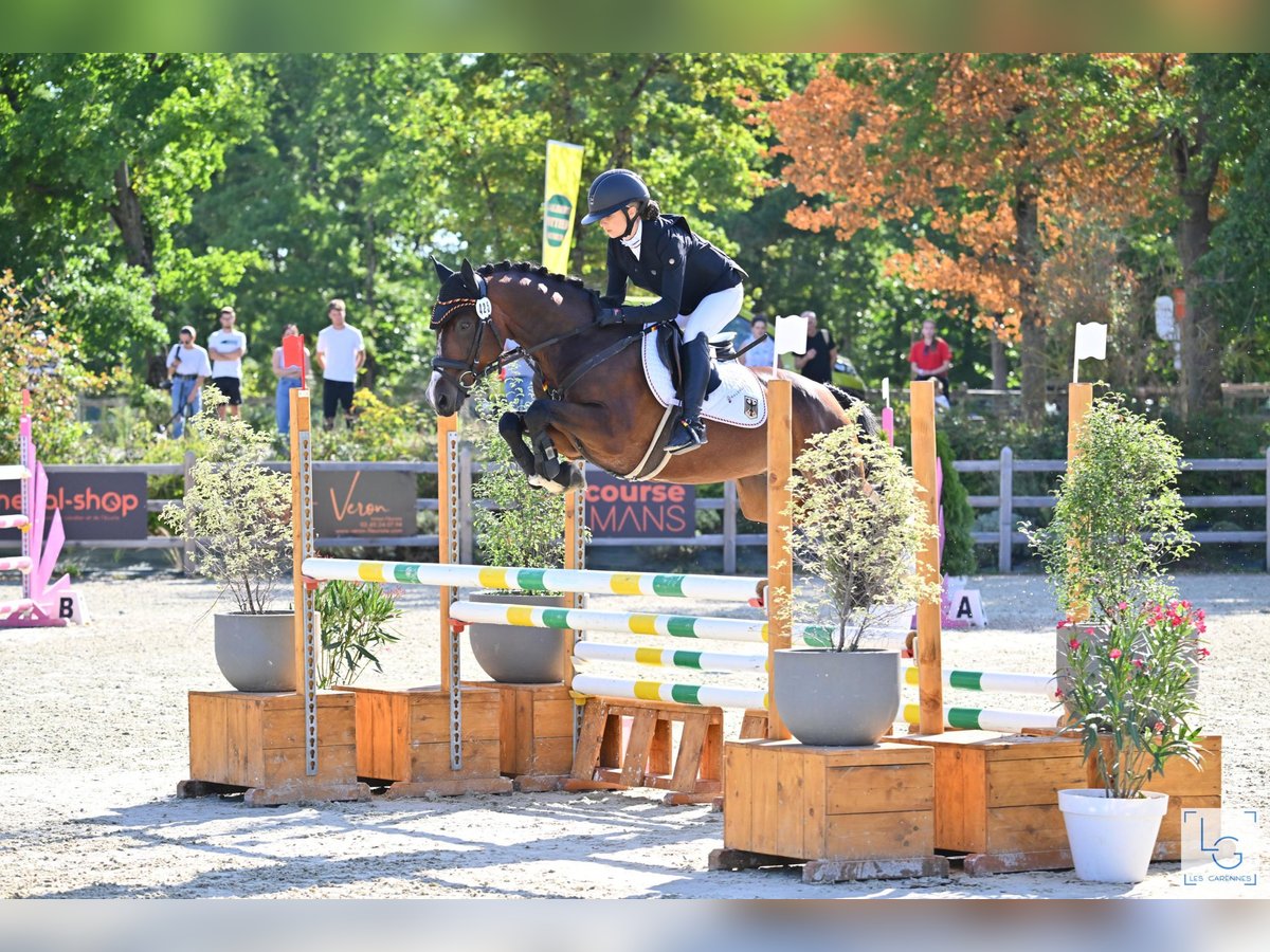 Deutsches Reitpony Wallach 9 Jahre 148 cm Brauner in Neufahrn bei Freising
