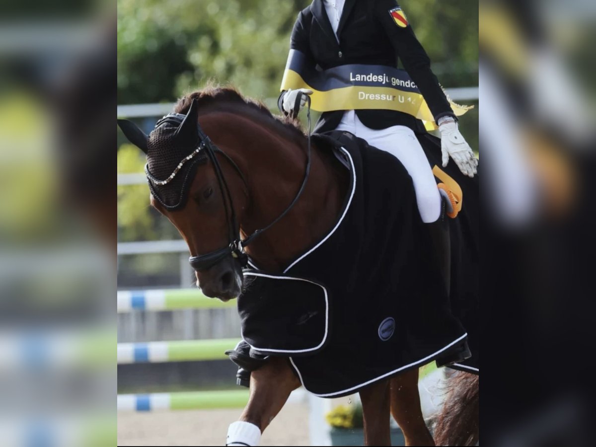 Deutsches Reitpony Wallach 9 Jahre 148 cm Dunkelfuchs in Neulu&#xDF;heim