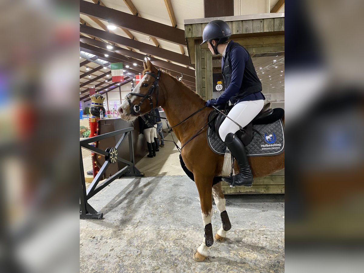 Deutsches Reitpony, Wallach in Alpen