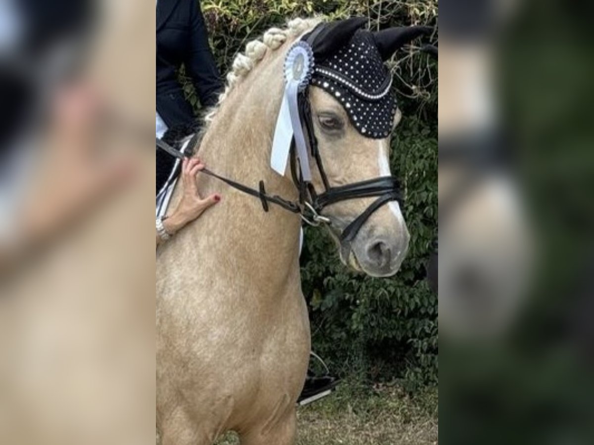 Deutsches Reitpony Wallach 9 Jahre 148 cm Palomino in Bad Soden am Taunus
