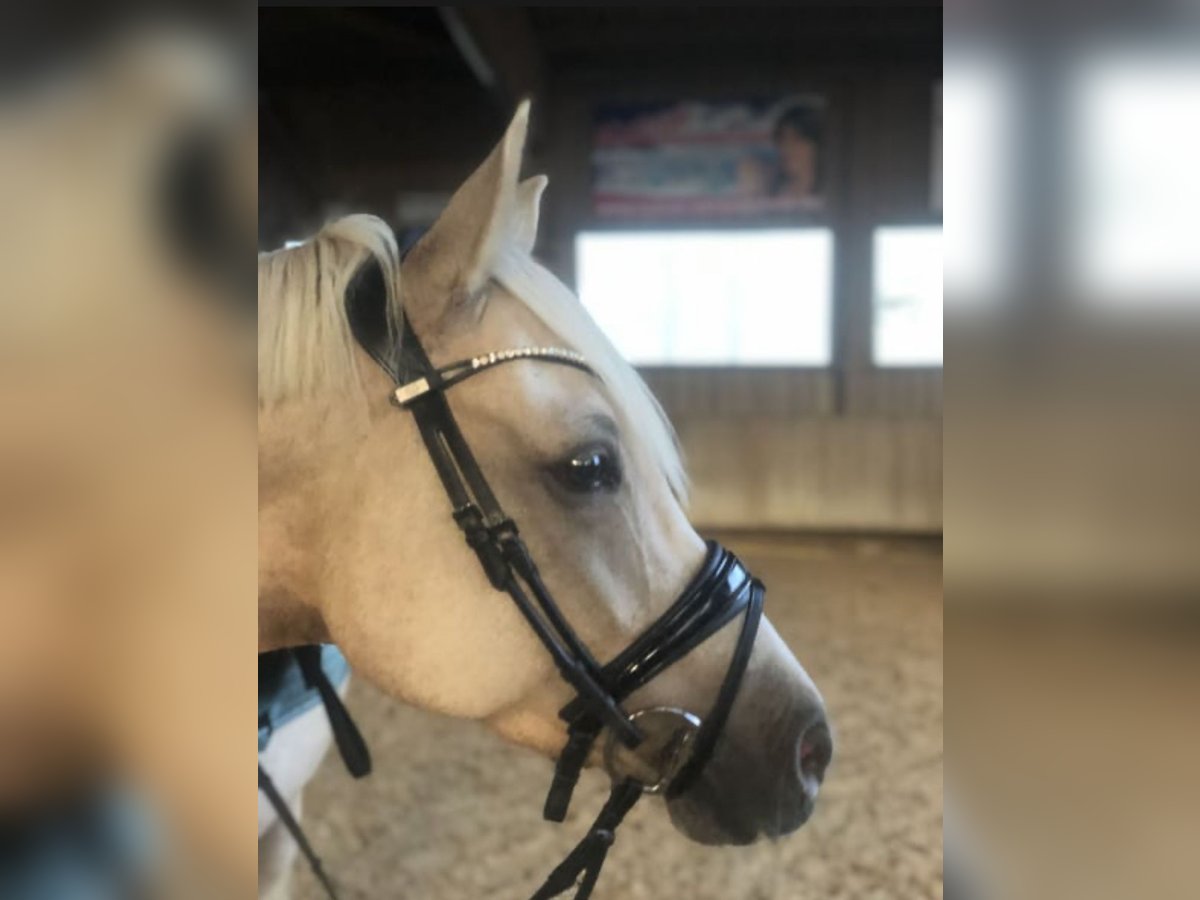 Deutsches Reitpony Wallach 9 Jahre 148 cm Palomino in Holzgünz