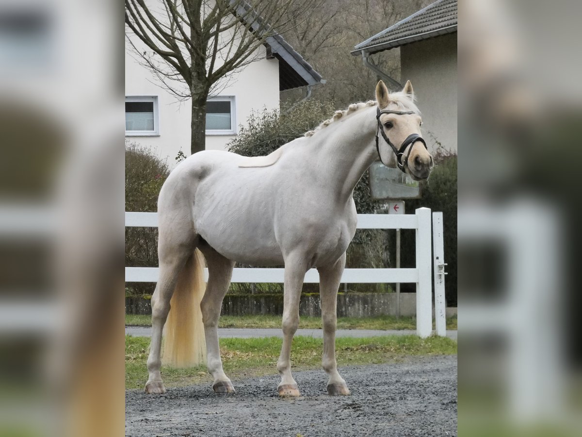 Deutsches Reitpony Wallach 9 Jahre 148 cm Palomino in Königswinter